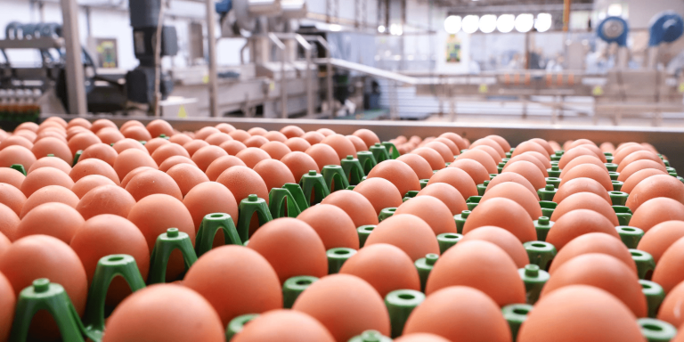 Exportação de ovos do Brasil cresce 14% em outubro e atinge 2,37 mil toneladas segundo a Secex